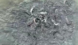 Vietnam boss fucking player