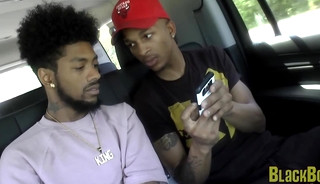 Bandit & King Ant